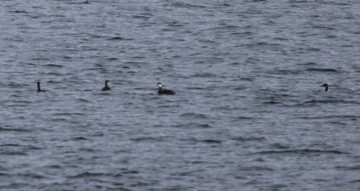 Murgil lepagorria - ML645703565