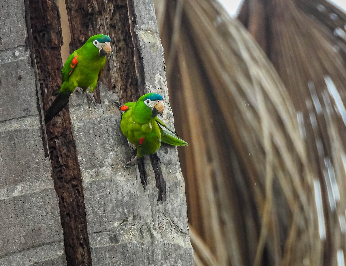 Red-shouldered Macaw - ML645703567