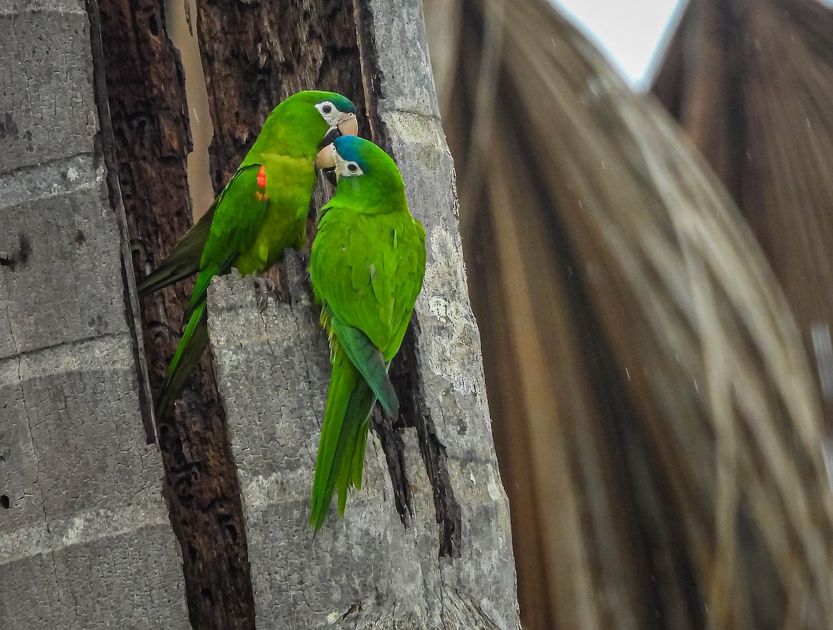 Red-shouldered Macaw - ML645703569
