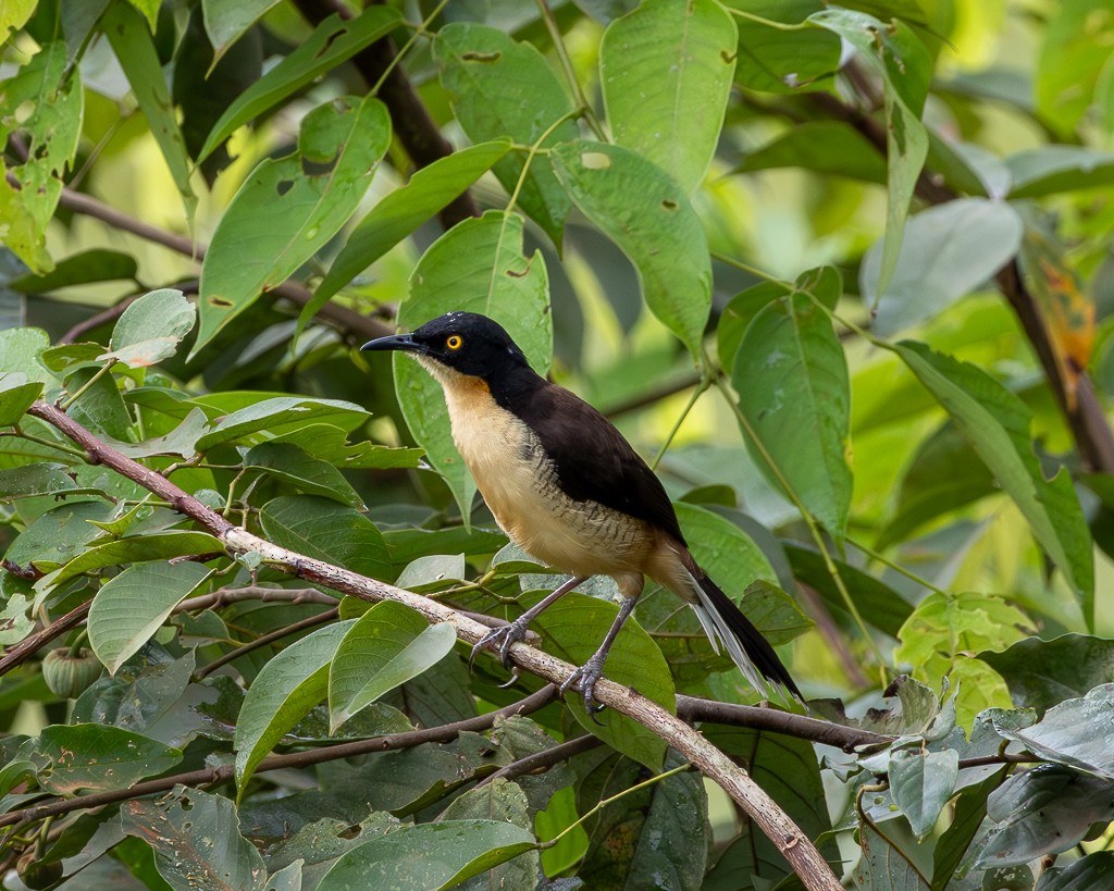 Black-capped Donacobius - ML645703570