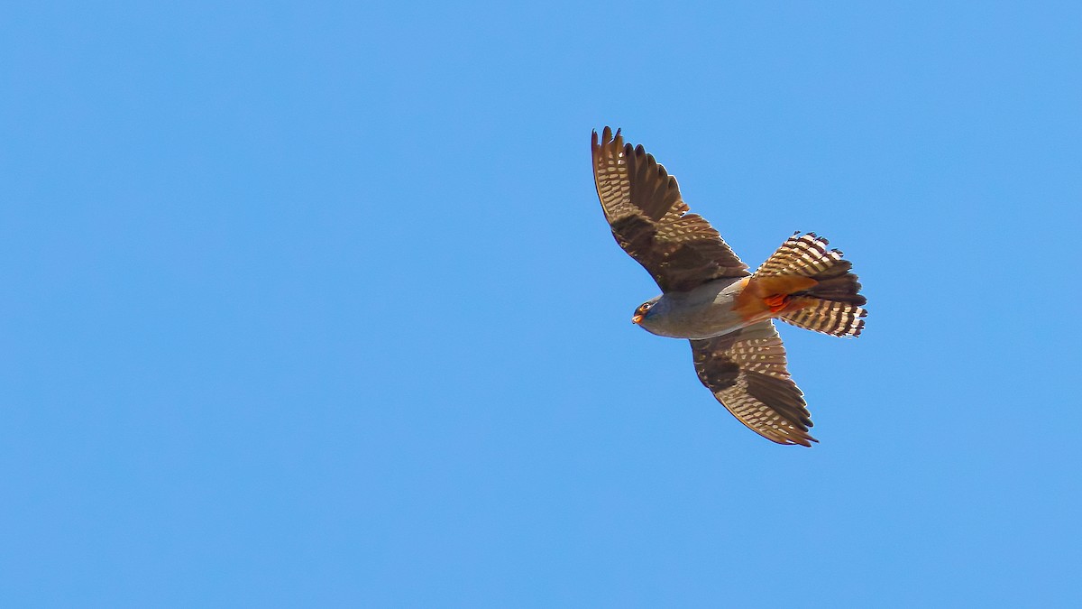 Belatz hankagorria - ML645703571