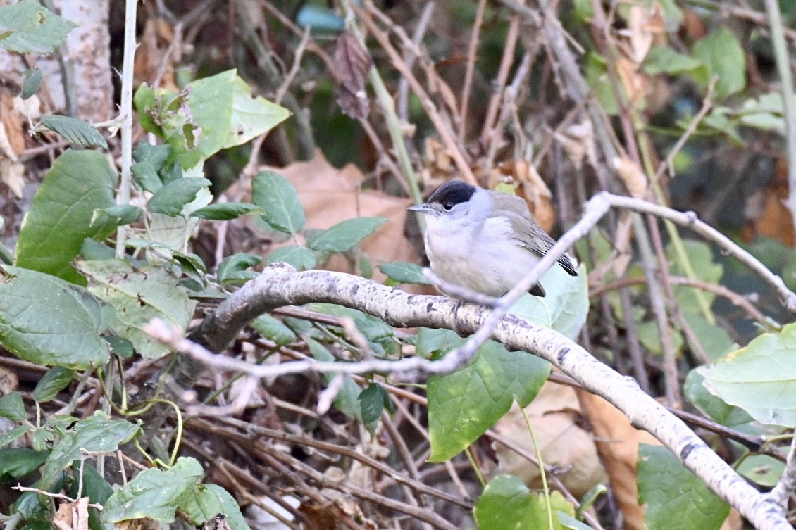 Txinbo kaskabeltza - ML645703572