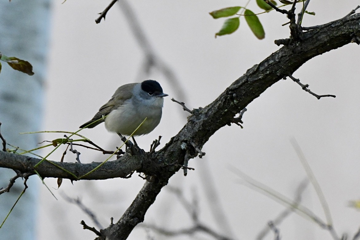 Txinbo kaskabeltza - ML645703573