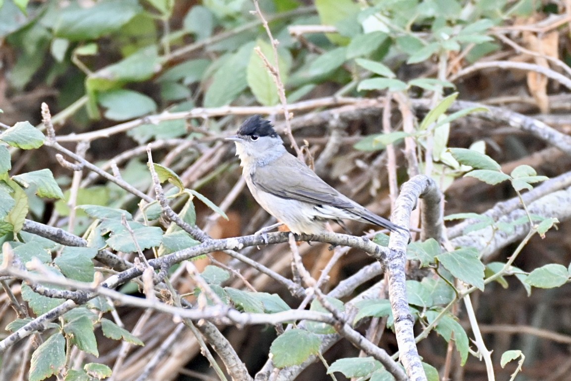 Txinbo kaskabeltza - ML645703574