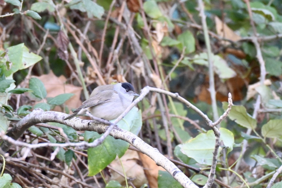 Txinbo kaskabeltza - ML645703575