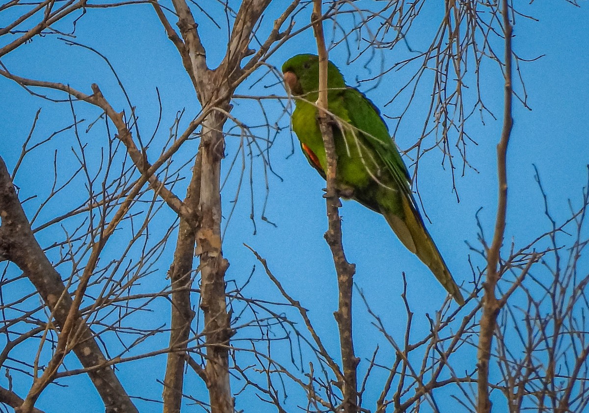 Aratinga begizuria - ML645703576