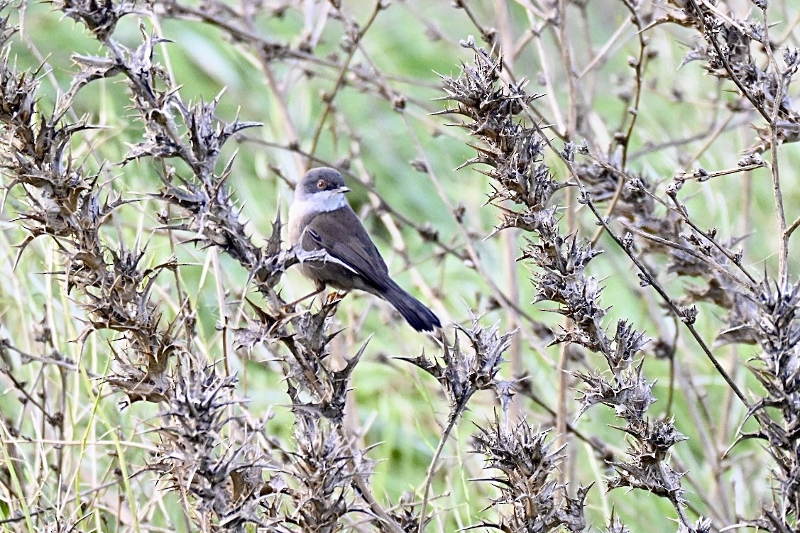 Txinbo burubeltza - ML645703578