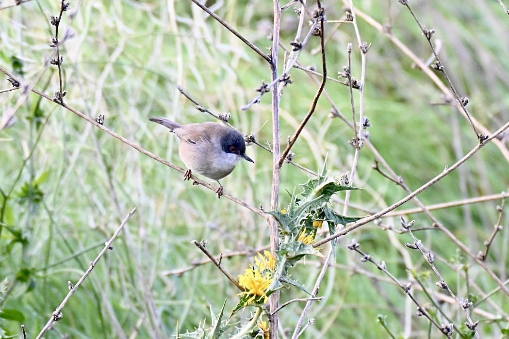 Txinbo burubeltza - ML645703579