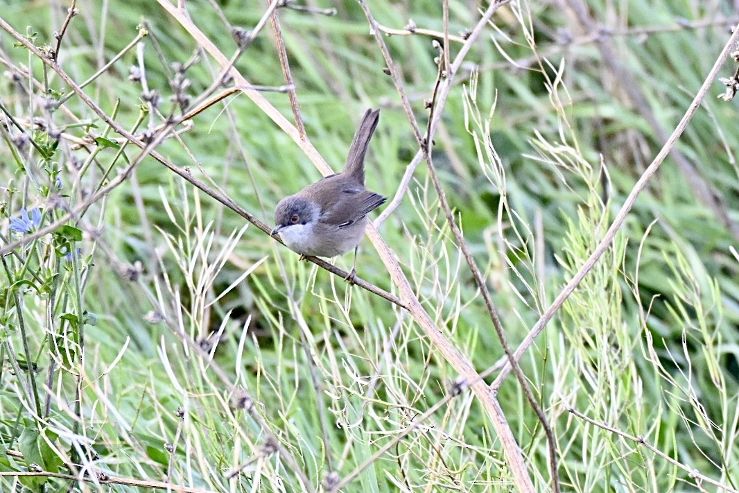 Txinbo burubeltza - ML645703580