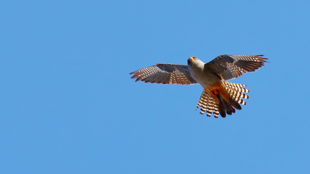 Belatz hankagorria - ML645703581