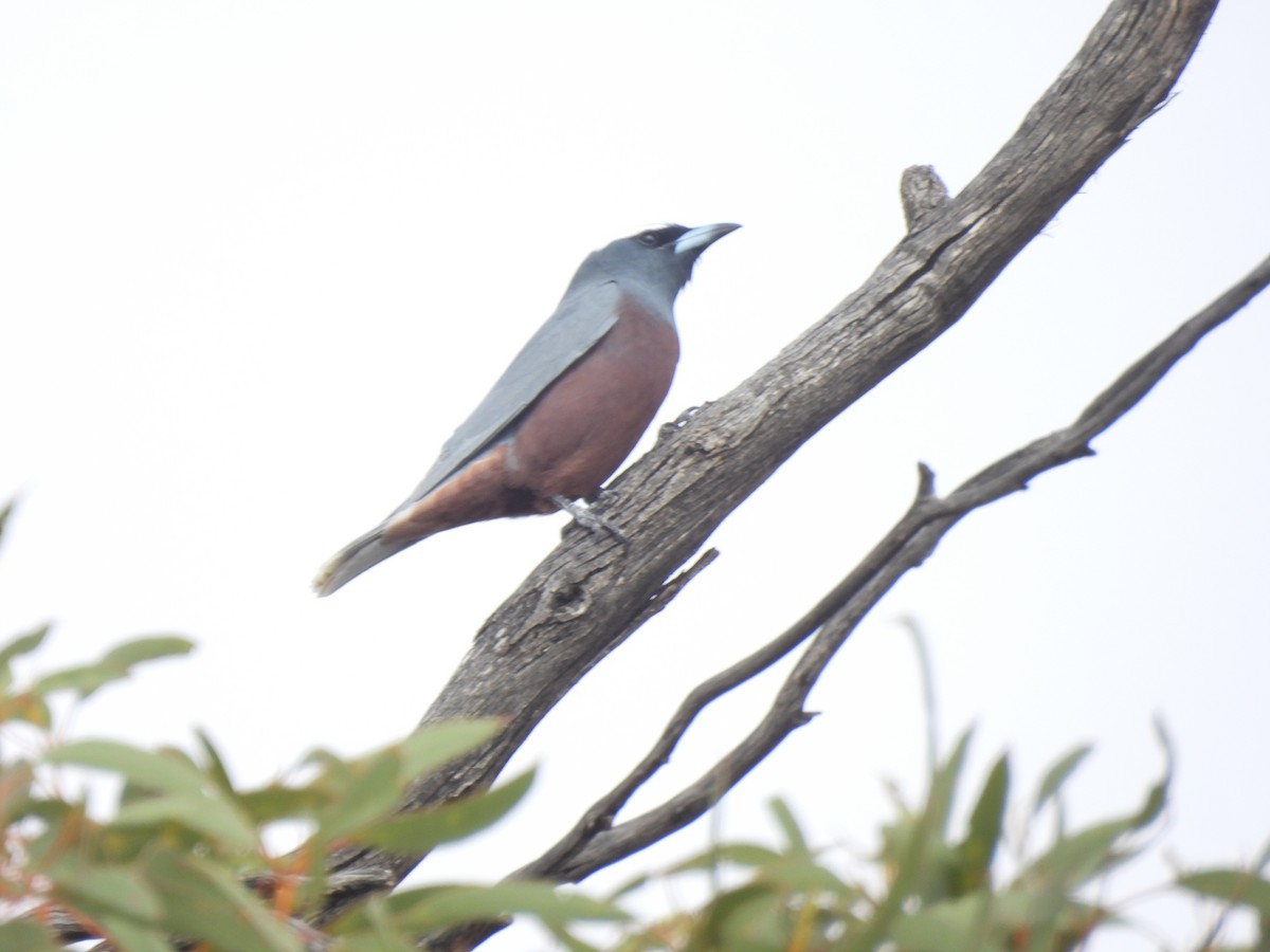 White-browed Woodswallow - ML645703583