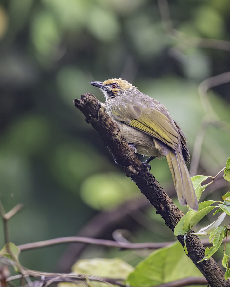 Straw-headed Bulbul - ML645703585