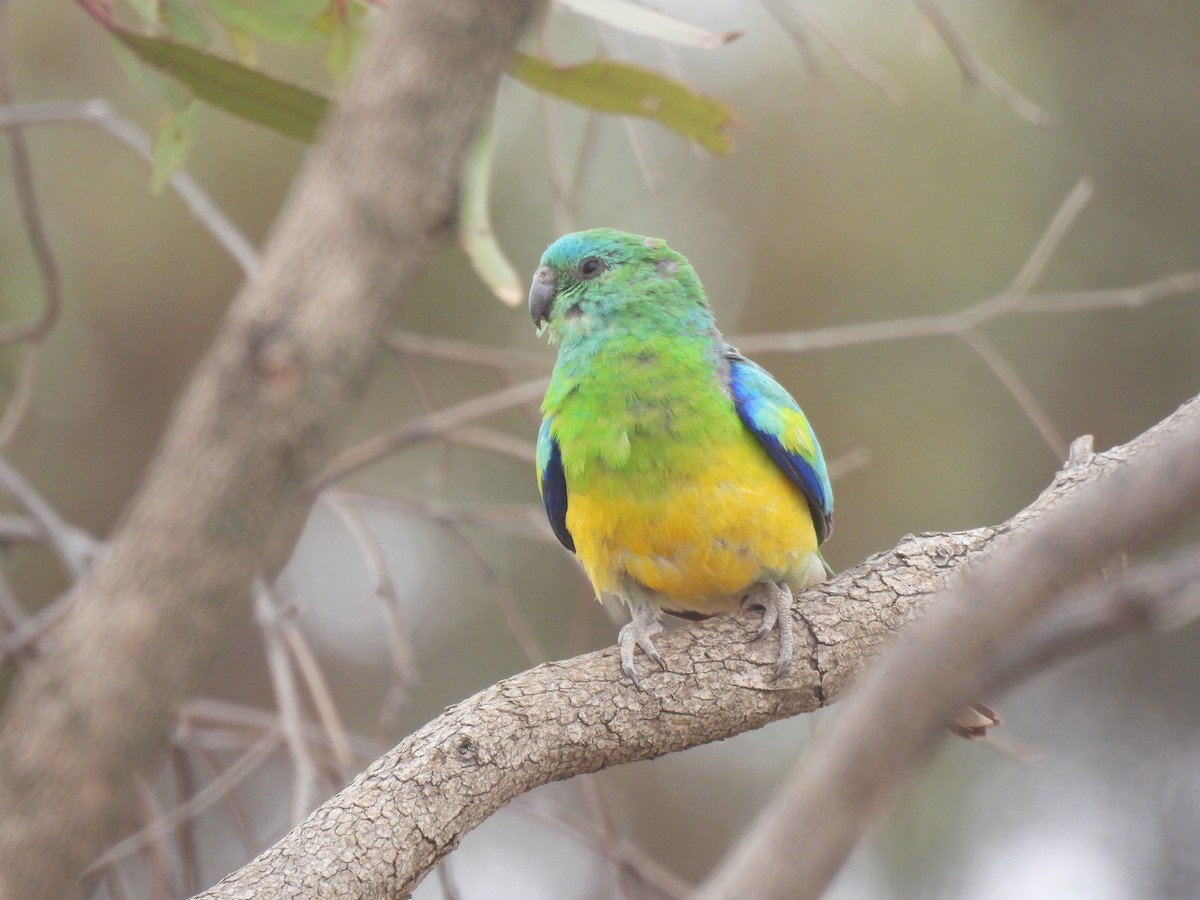 Red-rumped Parrot - ML645703591