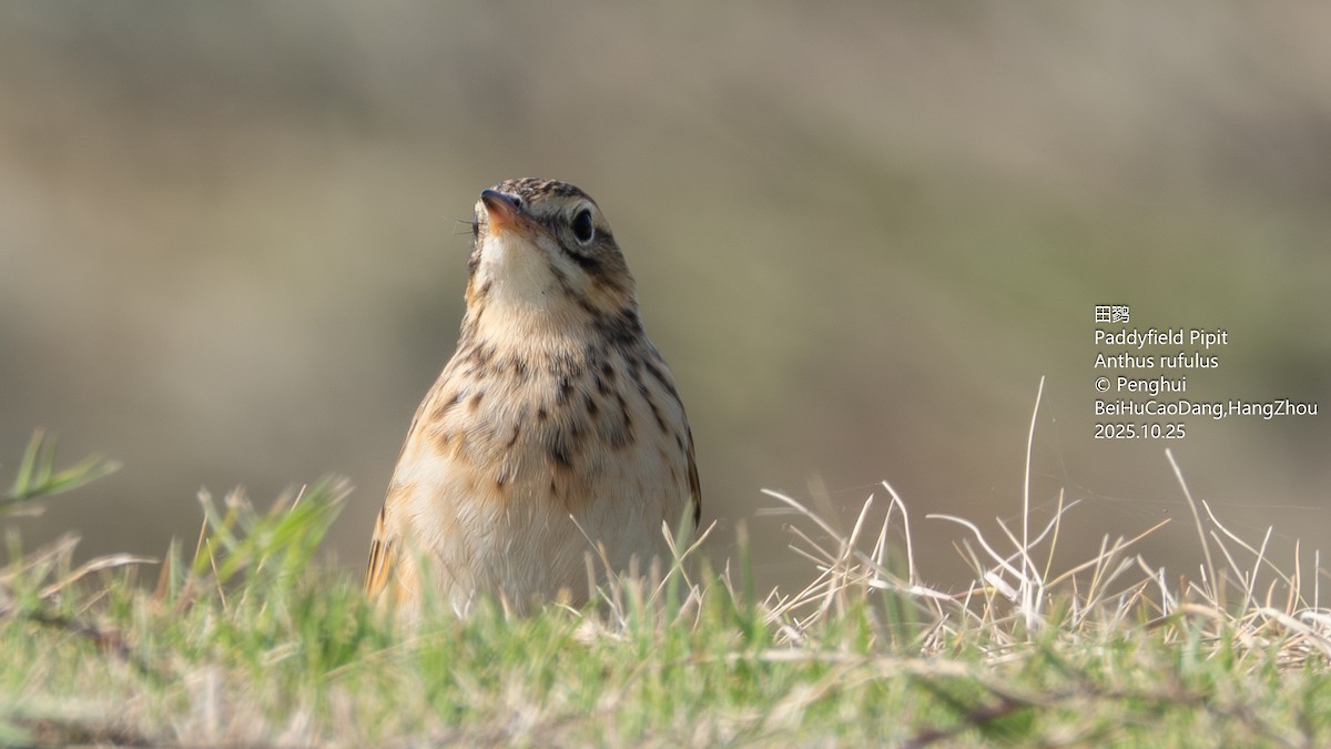 Bisbita de Richard - ML645703594