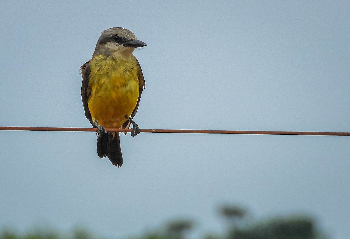 White-throated Kingbird - ML645703611