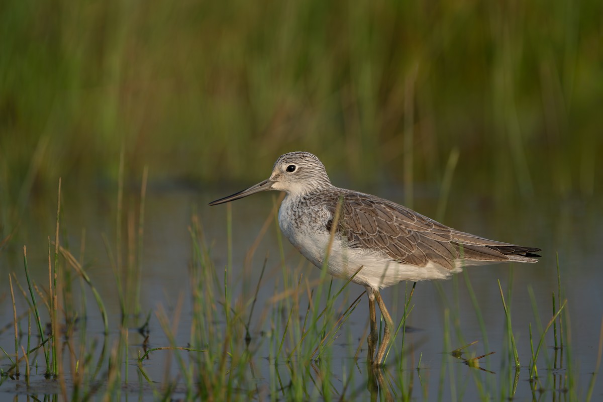 ביצנית ירוקת-רגל - ML645703616