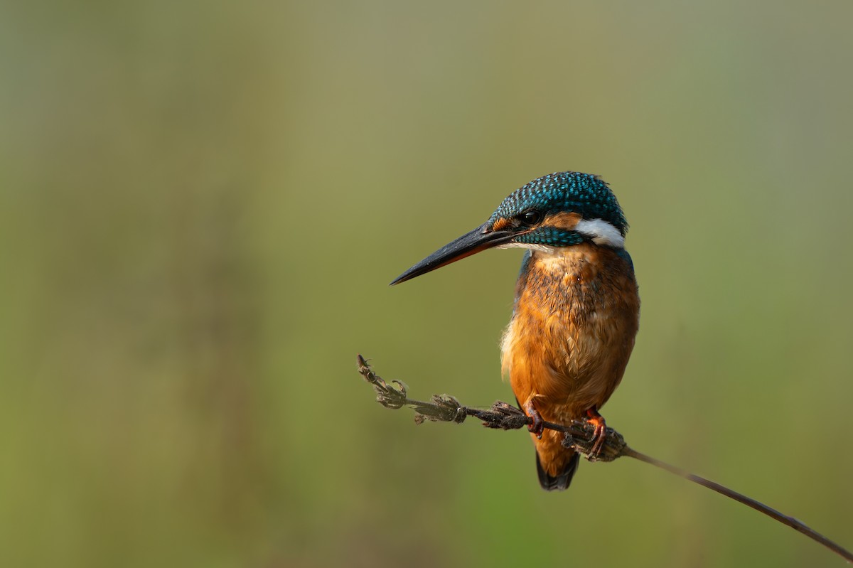 שלדג גמדי - ML645703623