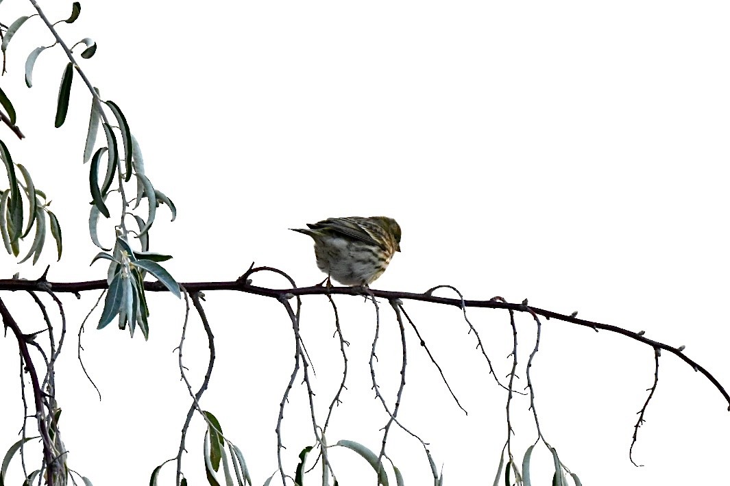 European Serin - ML645703632