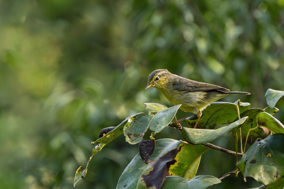 Tickell's Leaf Warbler - ML645703635