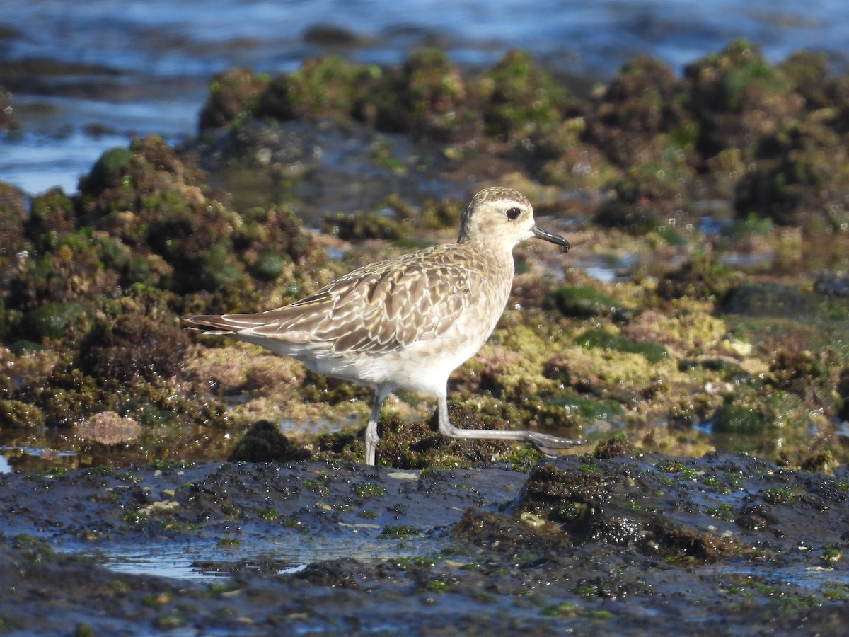 Pacific Golden-Plover - ML645703639