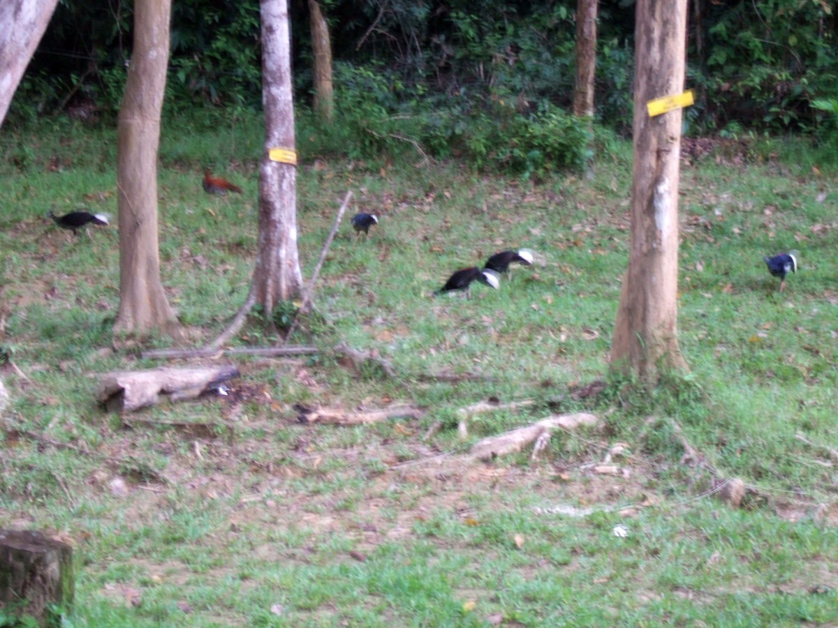 Malayan Crested Fireback - ML645703643