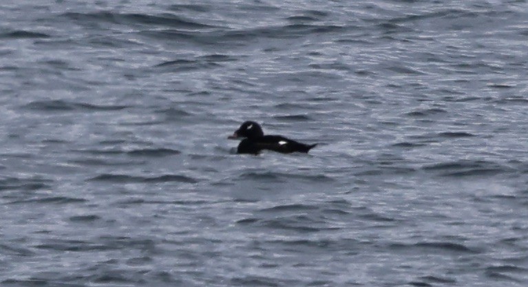 Ak Kanatlı Kadife Ördek - ML645703644