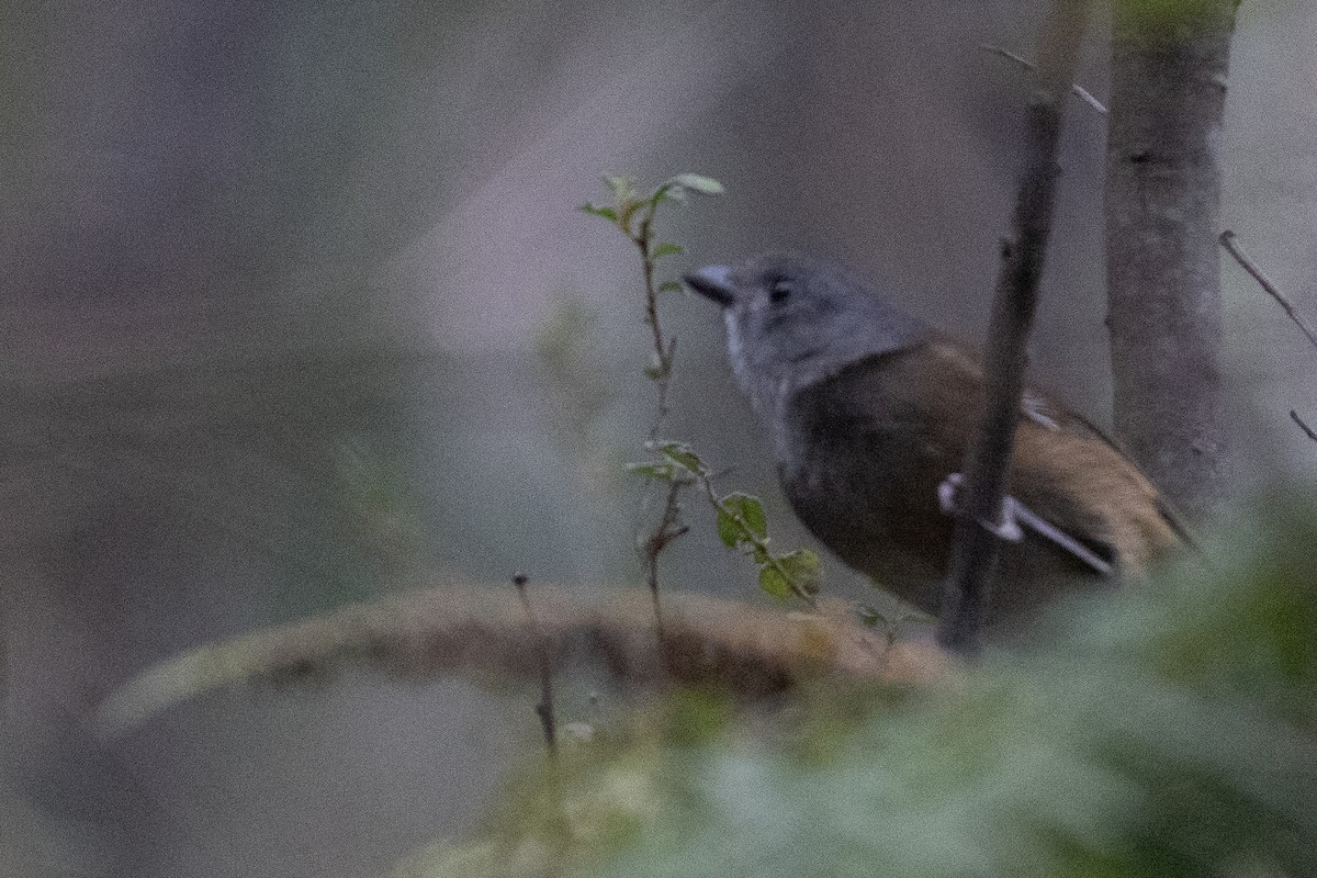 olivenplystrer - ML645703646