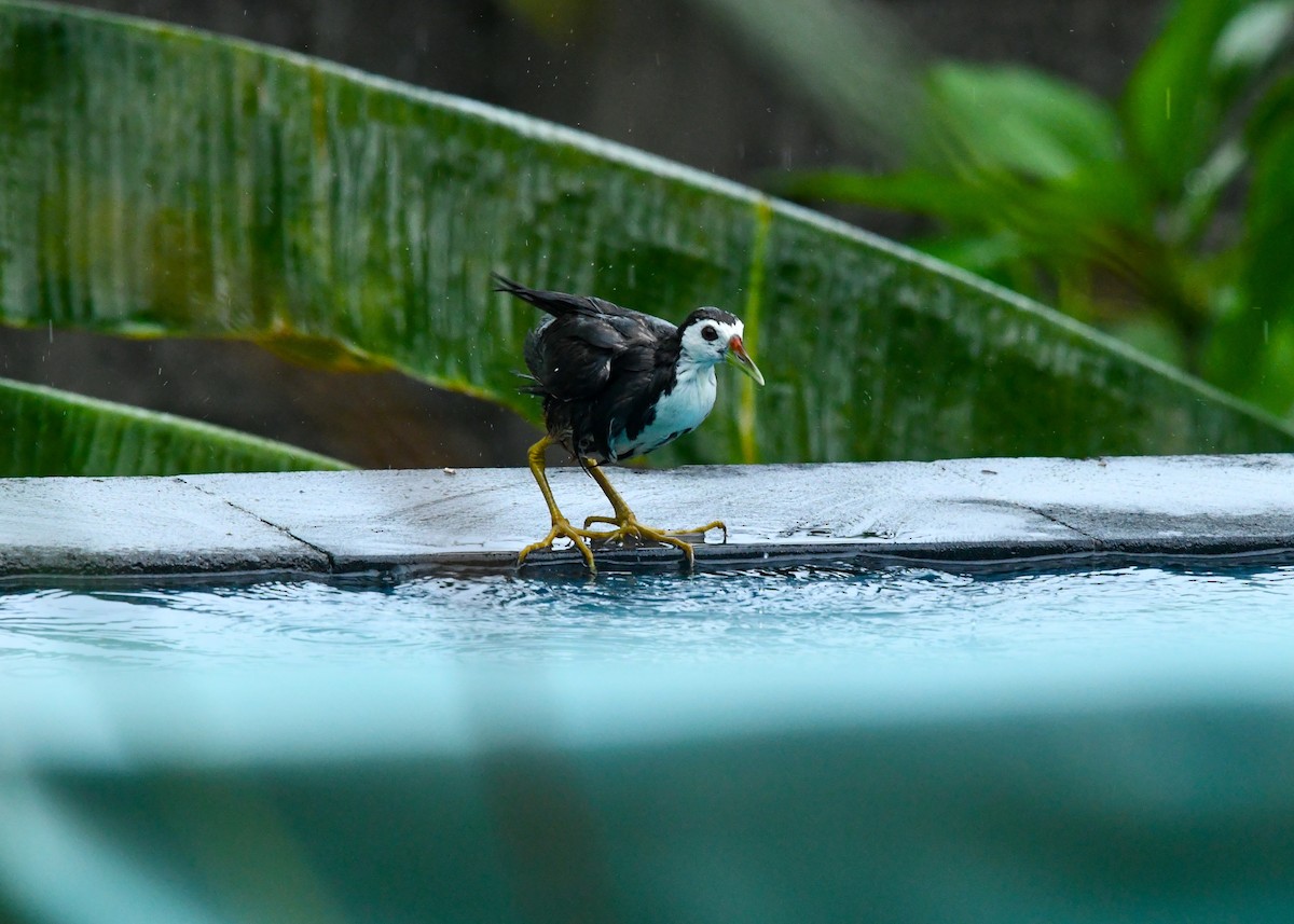 White-breasted Waterhen - ML645703647