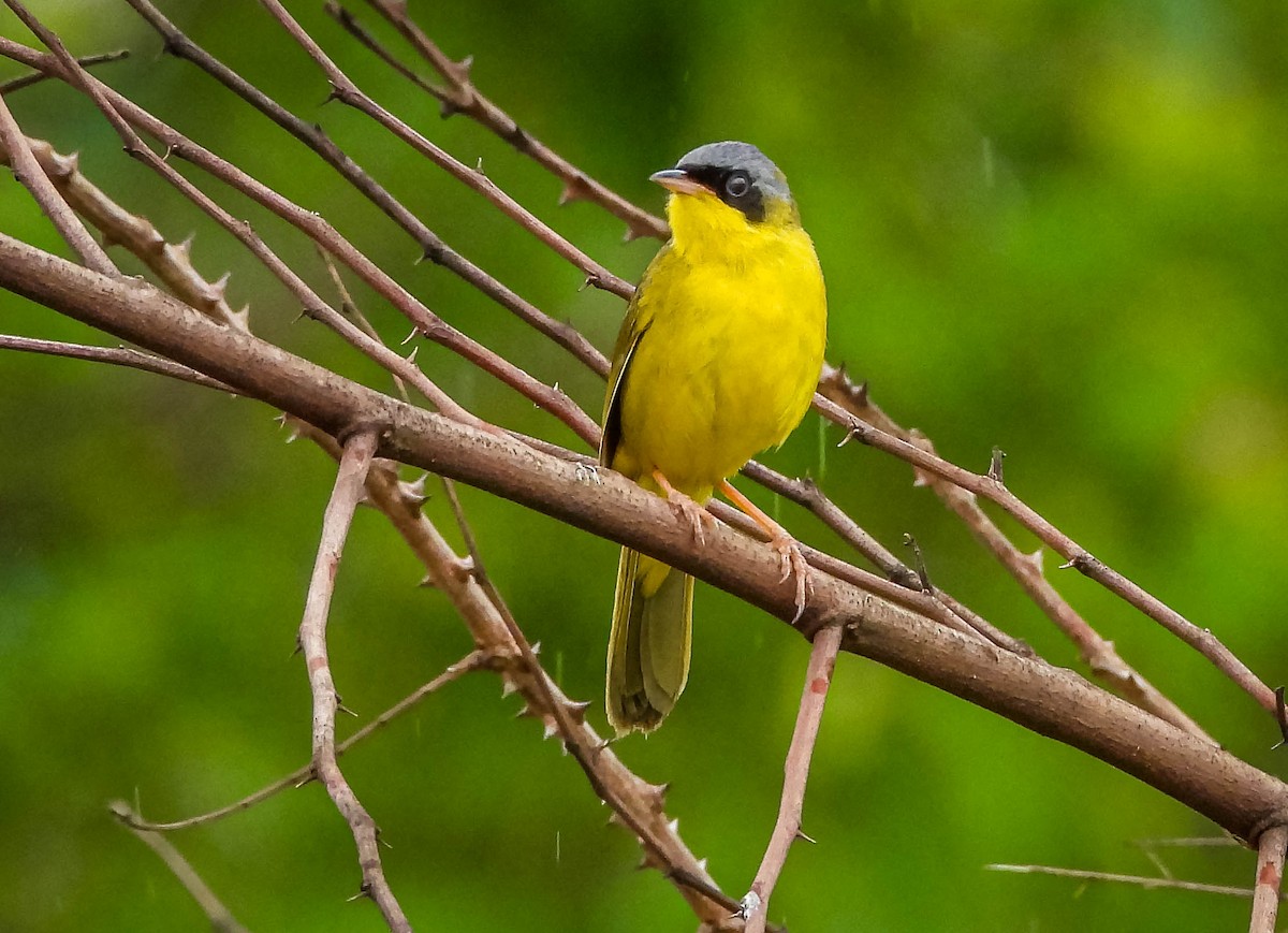 Southern Yellowthroat - ML645703648