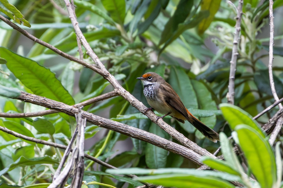 rustgumpviftestjert - ML645703649