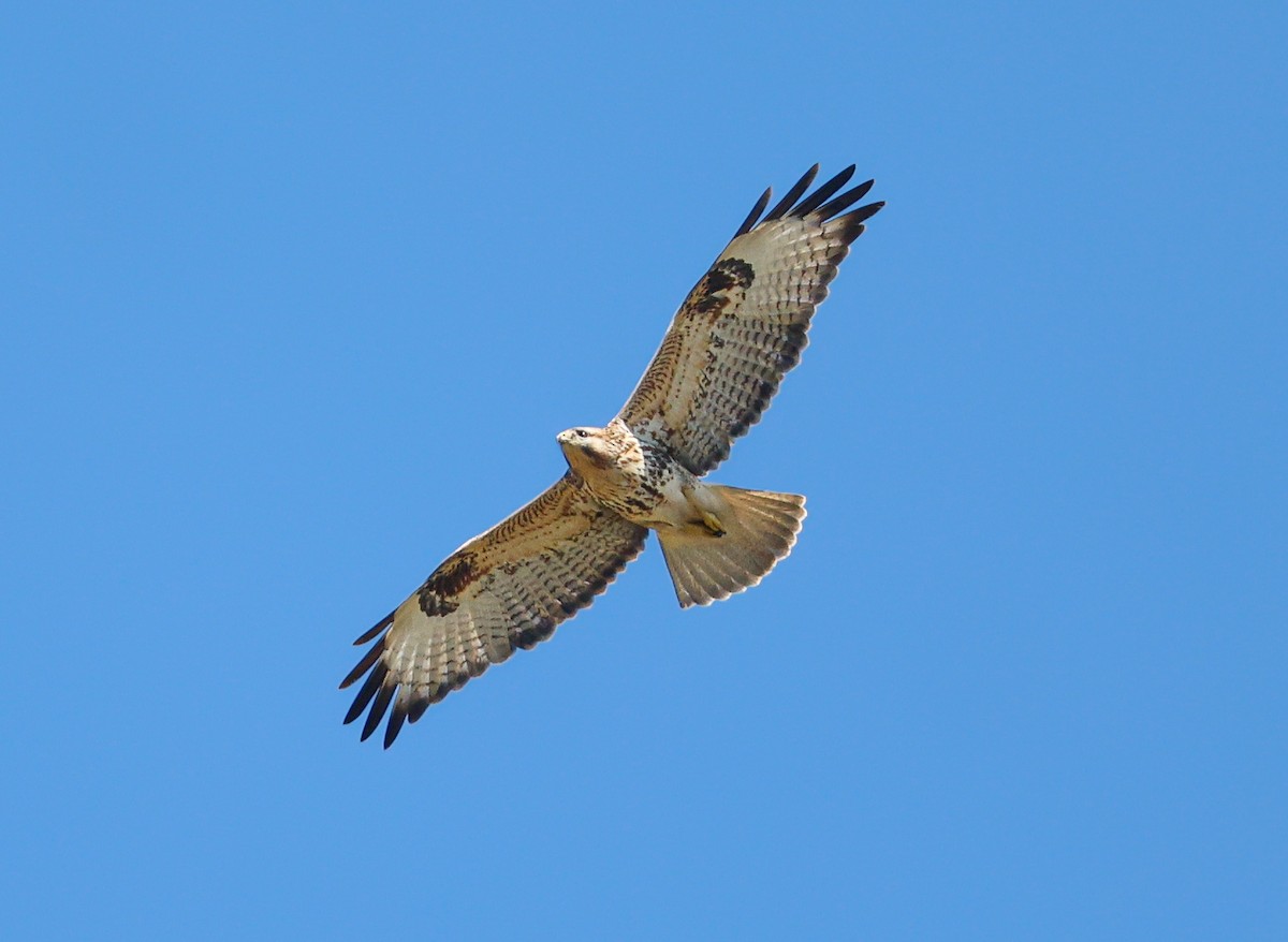 Eastern Buzzard - ML645703661