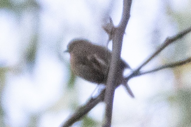 Scarlet Robin (Scarlet) - ML645703662