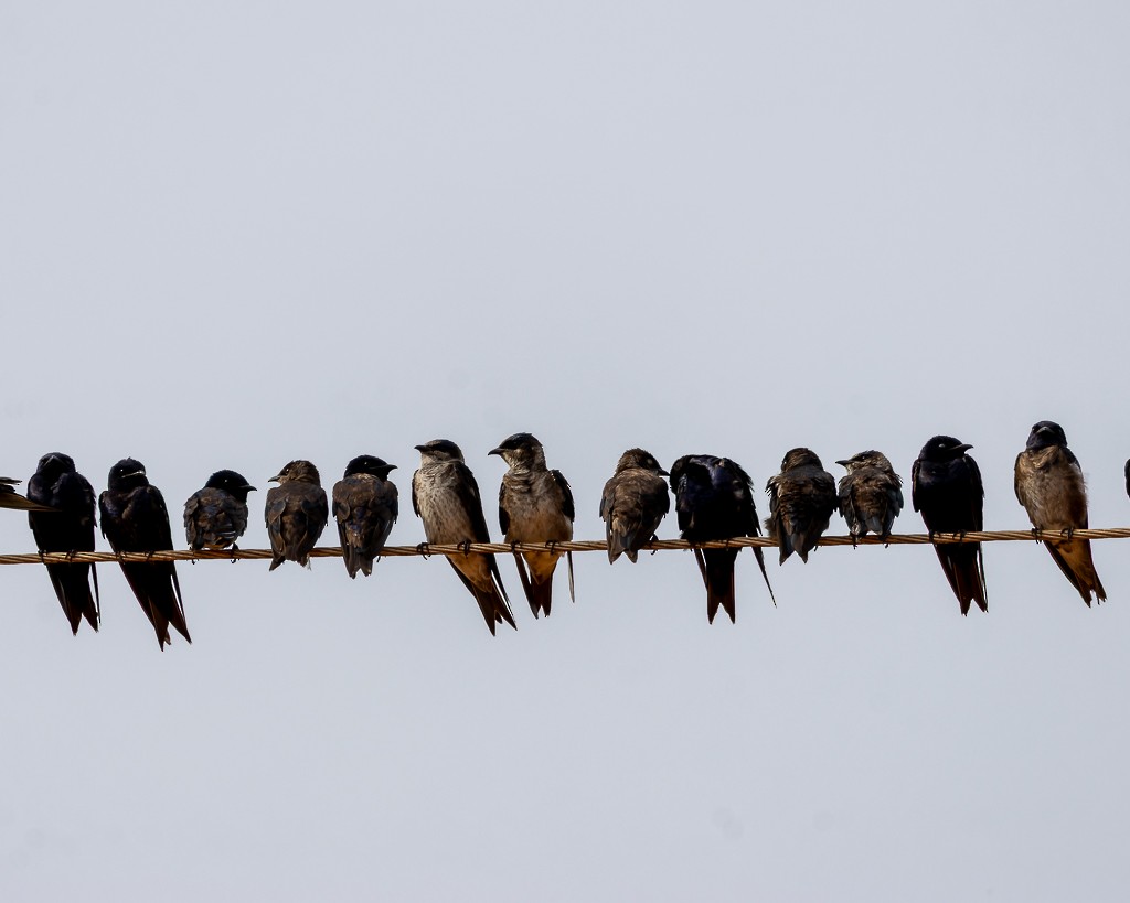 Purple Martin - ML645703664