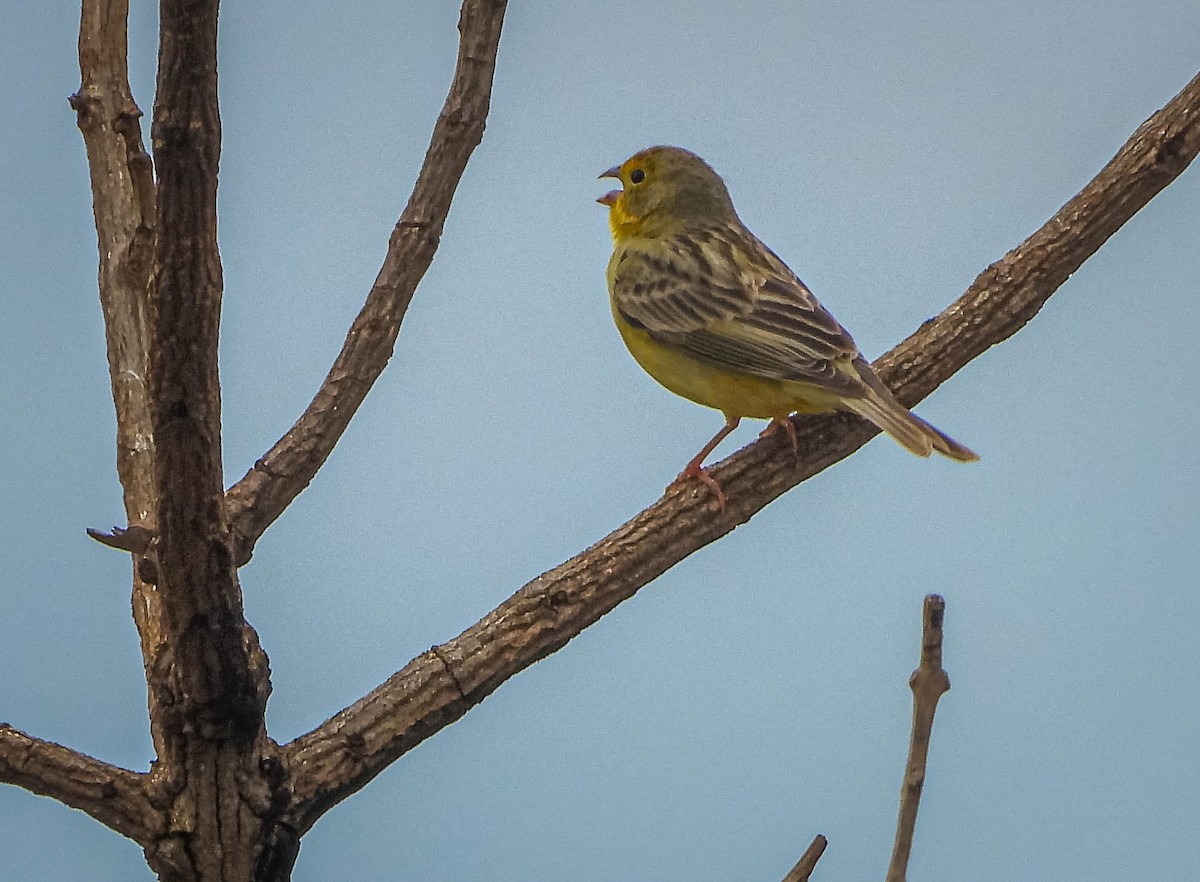 Grassland Yellow-Finch - ML645703665