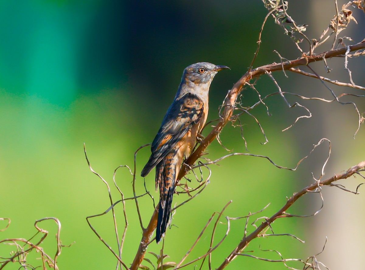 klagegjøk - ML645703667