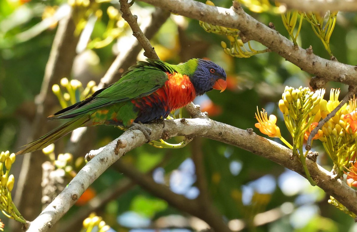 regnbuelori - ML645703668