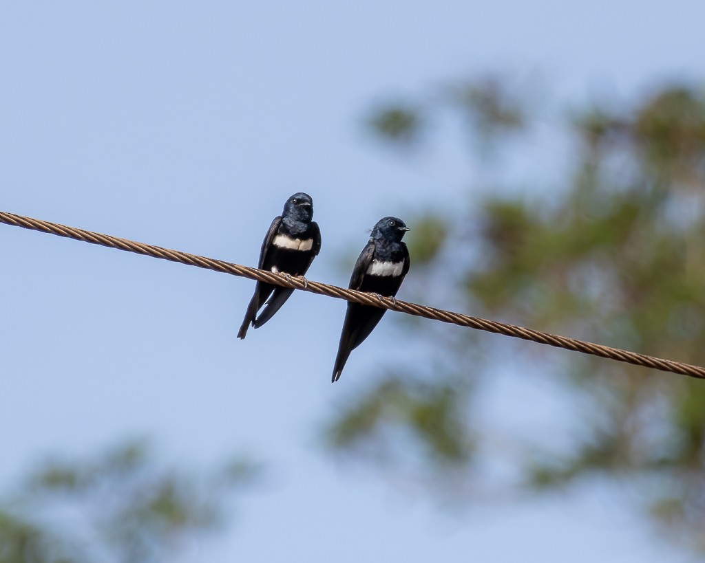 hvitbeltesvale - ML645703670