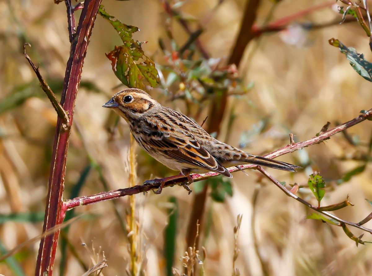 dvergspurv - ML645703671