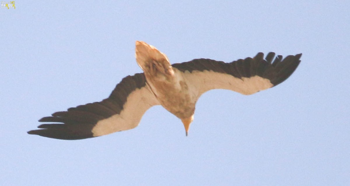 åtselgribb - ML645703672