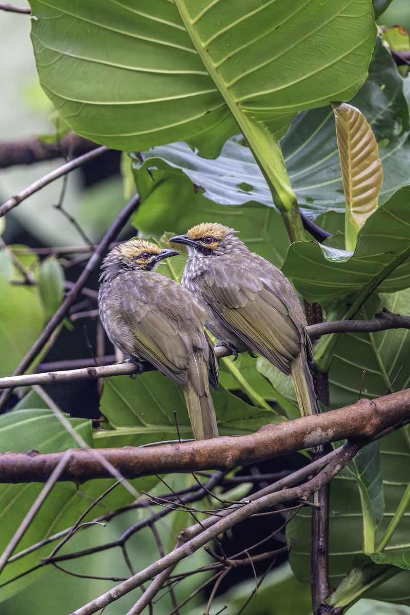 stråbylbyl - ML645703673