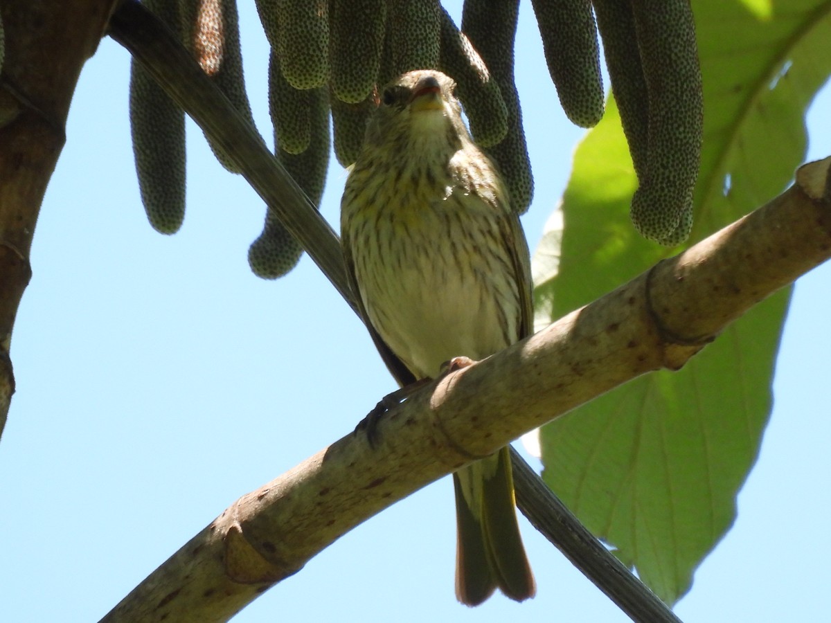 safranspurv - ML645703675