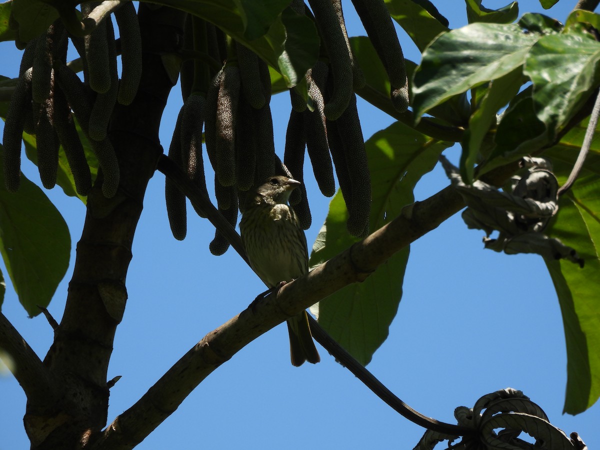 safranspurv - ML645703677