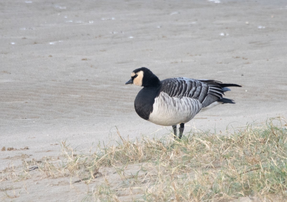 hvitkinngås - ML645703678