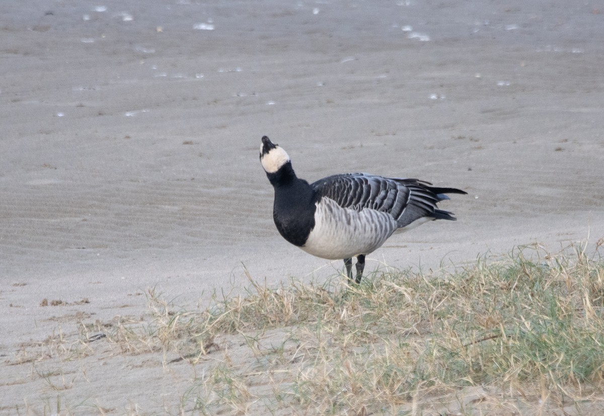 hvitkinngås - ML645703679