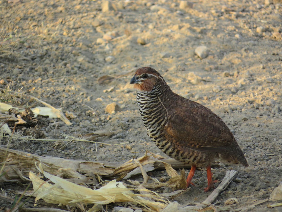 イワヤブウズラ - ML645703680