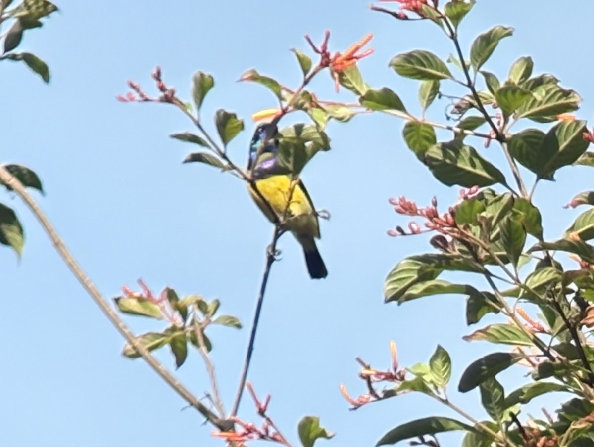 venussolfugl - ML645703681