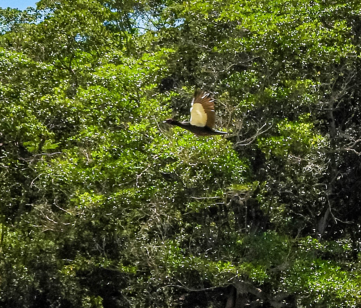 knoppand - ML645703683