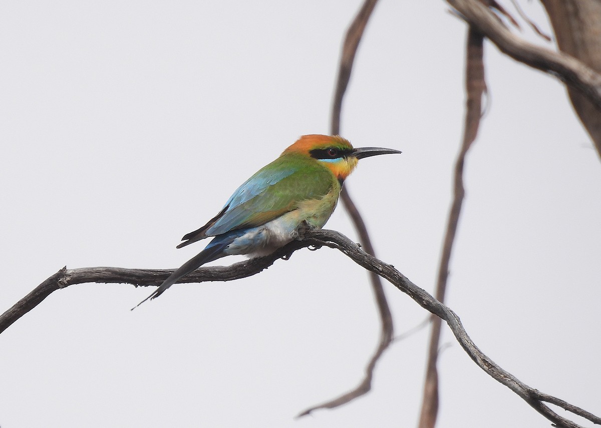 regnbuebieter - ML645703684