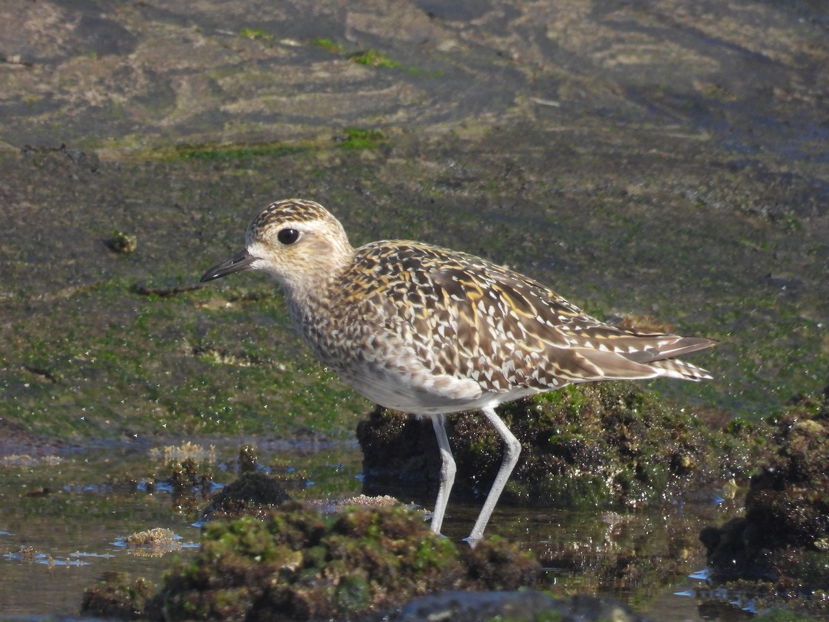 sibirlo - ML645703685