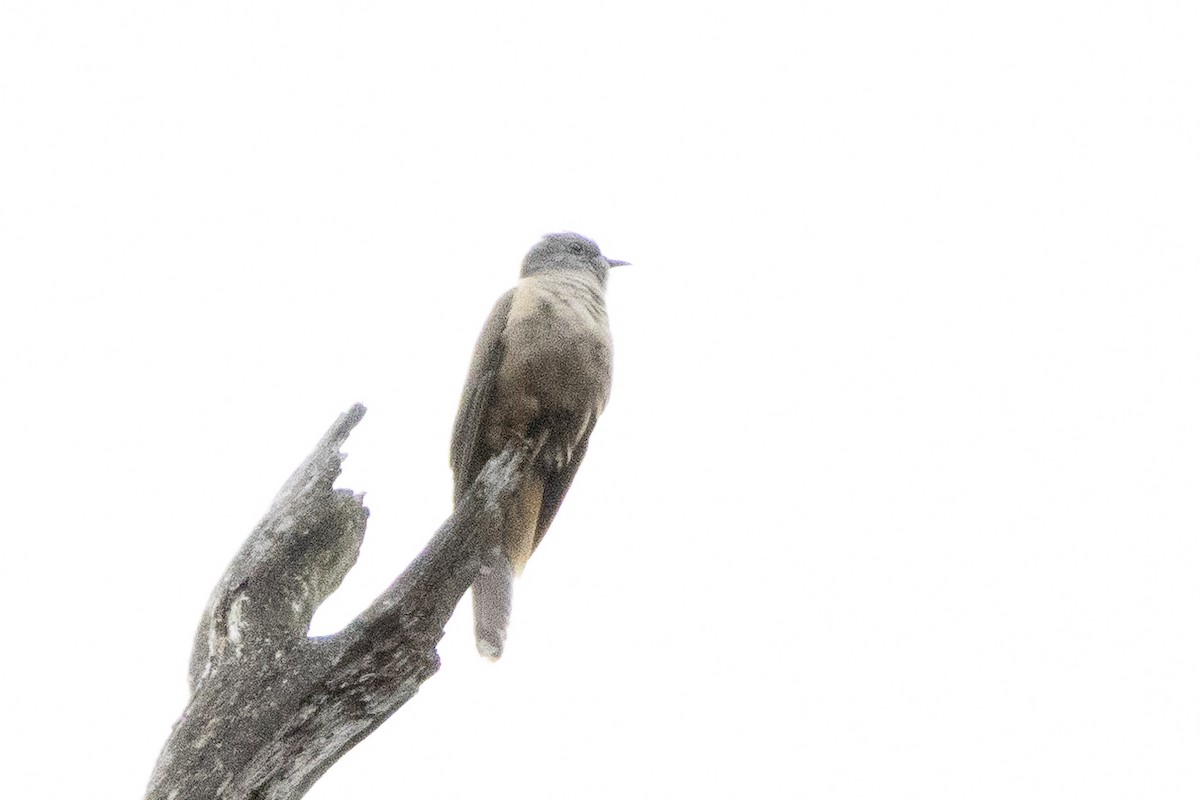 krattgjøk - ML645703686